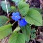 Frühlings-Gedenkemein * himmelblaue Blüten ...