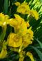 Sumpfschwertlilie - gelbe Schwertlilie ...