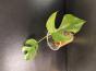 "vergrünte" Rhaphidophora Tetrasperma variegata