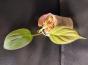 Philodendron scandens micans vergrünt