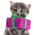 Katzengeschenke