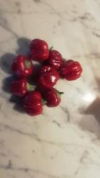 Baby Bell Paprika