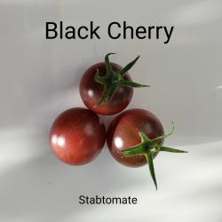 Tomaten Black Cherry