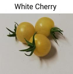 Tomaten White Cherry 
