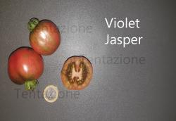 Tomate Violet Jasper