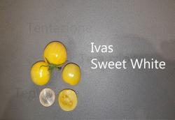 Tomate Ivas Sweet White