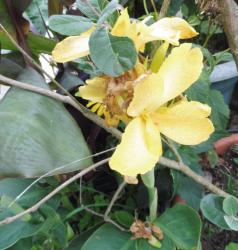 Blumenrohr Canna indica gelb