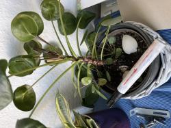 Ableger chinesischer Geldbaum Pilea peperomioides Ufopflanze