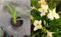 Sumpfschwertlilie - gelbe Schwertlilie - Wasserlilie