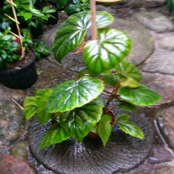 Begonia thorstonii Begonia thorstonii