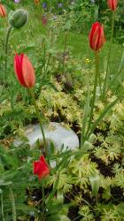 Türkische Wildtulpe Türkische Wildtulpe