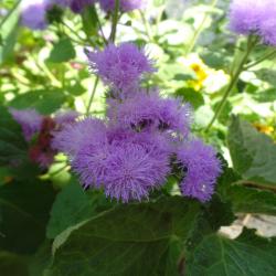 Leberbalsam Leberbalsam