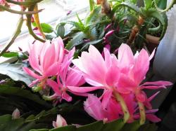 Blattkaktus- zart-rosa Blüten Blattkaktus- zart-rosa Blüten