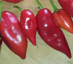 Roter Augsburger Paprika Saatgut 20 Samen Roter Augsburger Paprika Saatgut 20 Samen