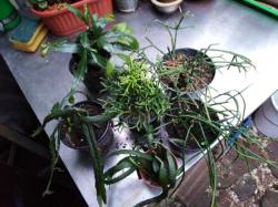 Rhipsalis in Arten Rhipsalis in Arten