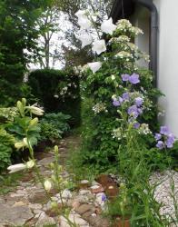 Pfirsichblättrige Glockenblume Pfirsichblättrige Glockenblume