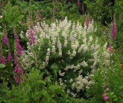 Strauchlupine Strauchlupine