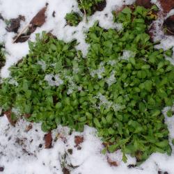Lauchhellerkraut Lauchhellerkraut