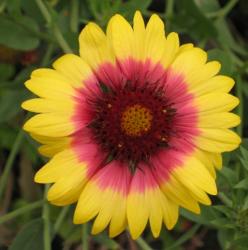 Kokardenblume Kokardenblume