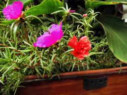 Portulakröschen doppelt Portulakröschen doppelt