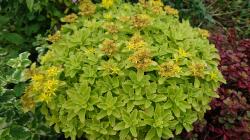 Sedum Bodendecker gelb und rot Sedum Bodendecker gelb und rot