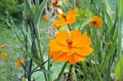 orange Kosmee, Schmuckkörbchen orange Kosmee, Schmuckkörbchen