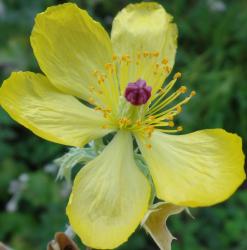 Stachelmohn Stachelmohn