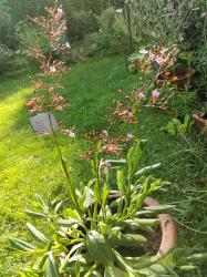 Erdginseng, Surinamspinat Erdginseng, Surinamspinat