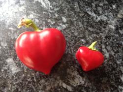 Herz-Paprika Herz-Paprika