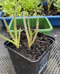 Aloe Vera Sweet Aloe Vera Sweet