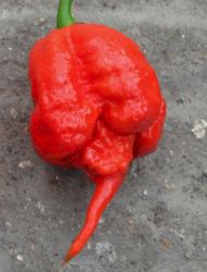 Chili Carolina Reaper Chili Carolina Reaper
