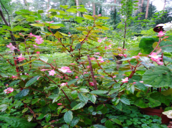 Begonia acutifolia Begonia acutifolia