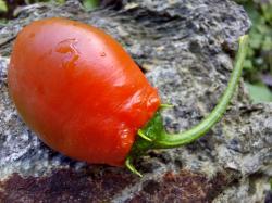 Rocoto Chili Rocoto Chili