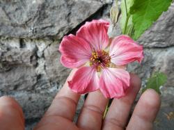 Abutilon USA-Samen-Mix Abutilon USA-Samen-Mix