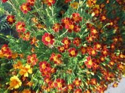 Gewürztagetes Gewürztagetes
