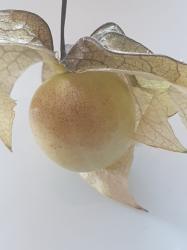 Physalis - Sternkirsche Physalis - Sternkirsche