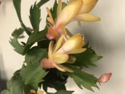 Weihnachtskaktus - Schlumbergera - gelb Weihnachtskaktus - Schlumbergera - gelb