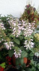 Salvia coccinea Coral Nympf Salvia coccinea Coral Nympf