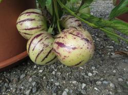 Melonenbirne Pepino Melonenbirne Pepino
