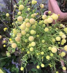 Gummibärchen-Pflanze, Samen Gummibärchen-Pflanze, Samen
