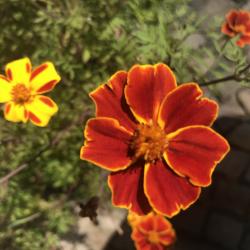 Linné-Tagetes, 1 sehr gehäufter Eßl. Saatgut aus 2020 Linné-Tagetes, 1 sehr gehäufter Eßl. Saatgut aus 2020