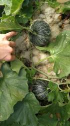Russische Ananasmelone Russische Ananasmelone