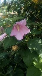 Riesenhibiskus 2019 Riesenhibiskus 2019