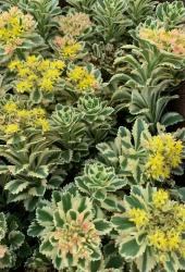 2 Stecklinge buntlaubiges Fettblatt variegata
