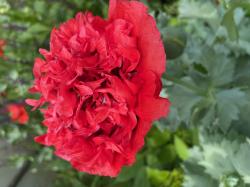 Mohn rot gefüllt Mohn rot gefüllt
