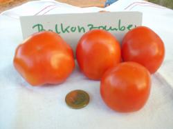 Tomatensamen 5 Sorten aussuchen Tomatensamen 5 Sorten aussuchen