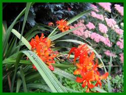 Montbretie orange Montbretie orange