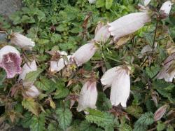 Campanula Hot Lips Campanula Hot Lips