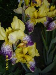Iris Iris