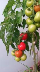 Tomate "Roter Heinz" Tomate "Roter Heinz"